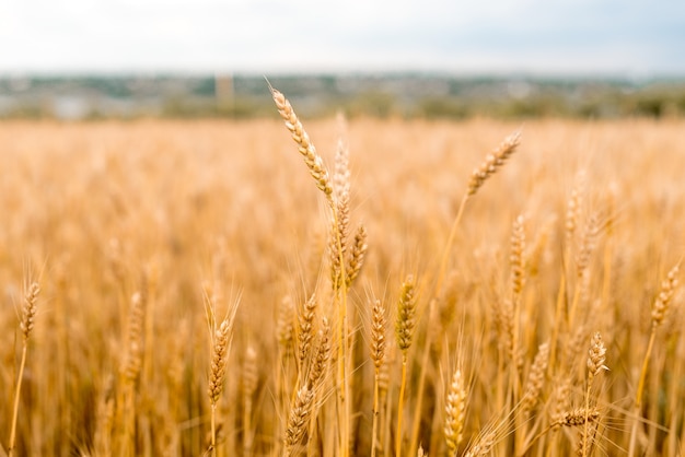 小麦畑 黄金の小麦のクローズアップ 収穫の概念 プレミアム写真