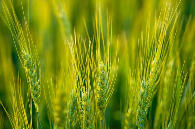 Premium Photo | Wheat field in india