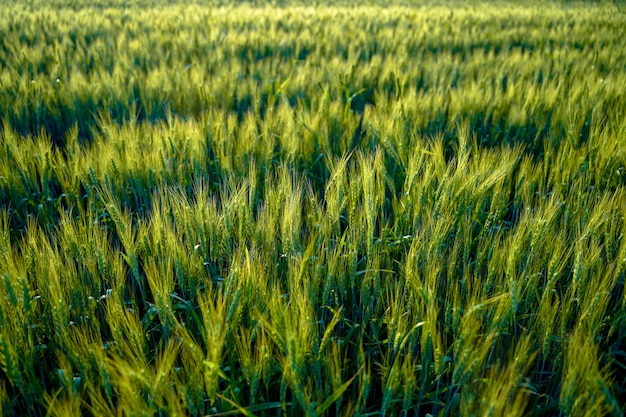 Premium Photo | Wheat field in india