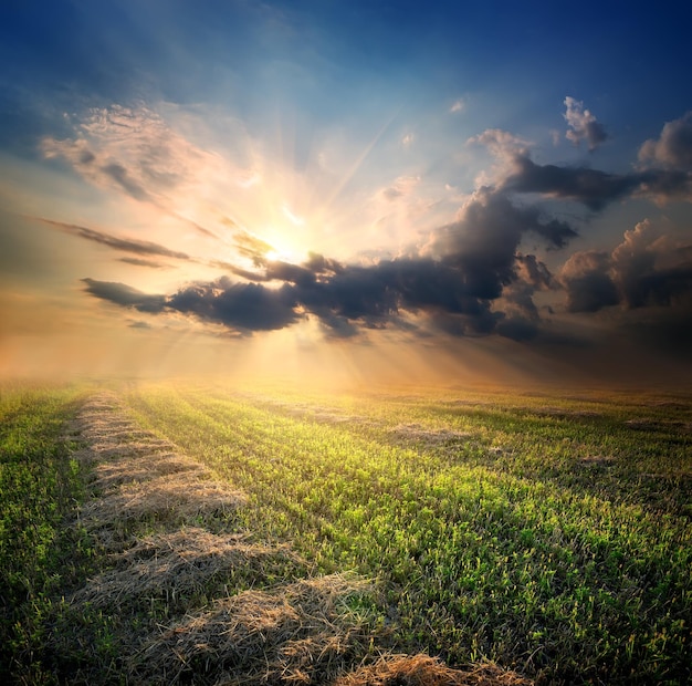 Premium Photo | Wheat field in late summer at sunset