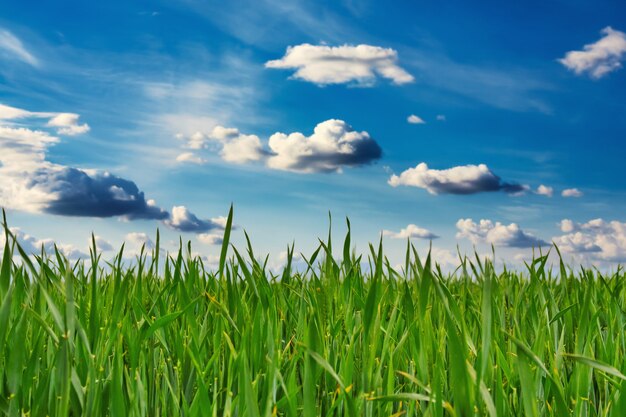 Premium Photo | Wheat field and sky with clouds