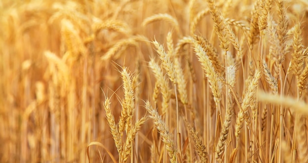 фото колоса пшеницы