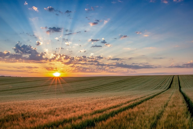 Premium Photo | Wheat field with blue sky with sun and clouds against ...