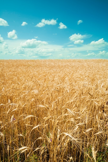 Premium Photo | Wheat field with blue sky