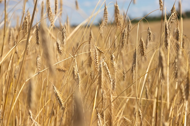青空に黄金の小麦の耳を持つ麦畑 美しい風景 プレミアム写真