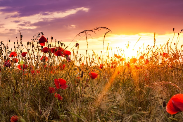 Premium Photo | Wheat field with poppies and sundown landscape ...