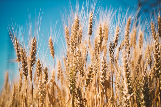 Wheat field