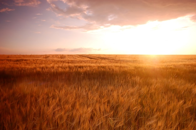 Free Photo | Wheatfield at sunset