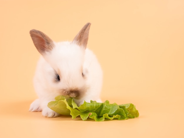 黄色の背景にキャベツを食べる白い愛らしい赤ちゃんウサギ かわいいうさぎの赤ちゃん プレミアム写真