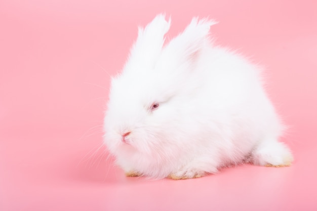 ピンクの背景に白のかわいい赤ちゃんウサギ かわいい赤ちゃんうさぎ プレミアム写真