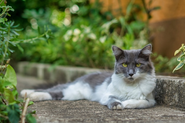 地面に横たわっている白と灰色のアジアンセミロングヘアのふわふわ猫 無料の写真