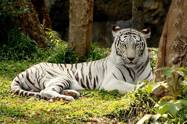 Premium Photo | White bengal tiger laying in forest