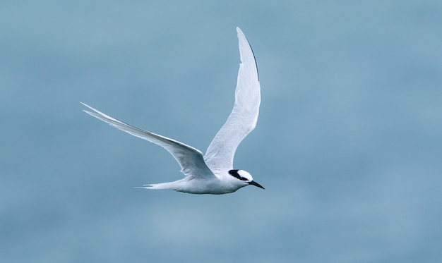 海の上を飛ぶ白い鳥 無料の写真