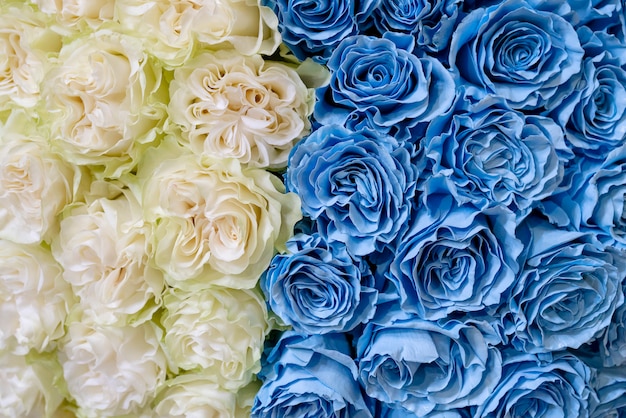 Premium Photo | White and blue roses.