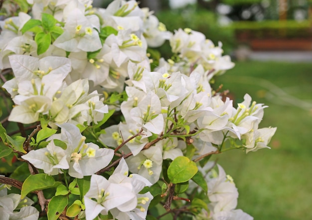 庭の白いブーゲンビリア紙の花 プレミアム写真