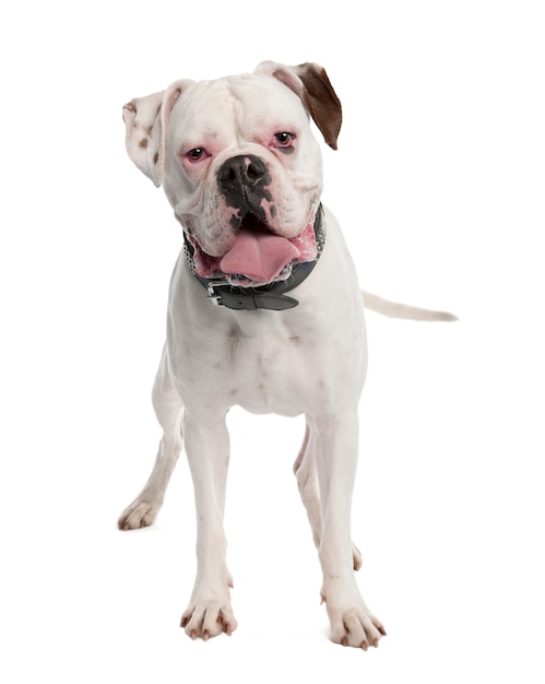 Premium Photo White Boxer With 14 Months Dog Portrait Isolated