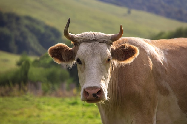 Premium Photo | White brown bull grazing in the meadow looking