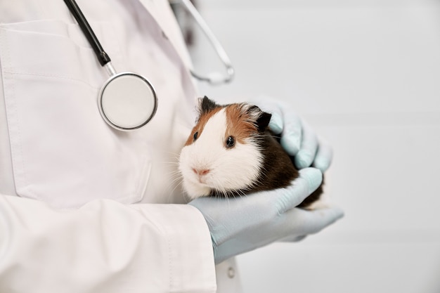 taking hamster to vet