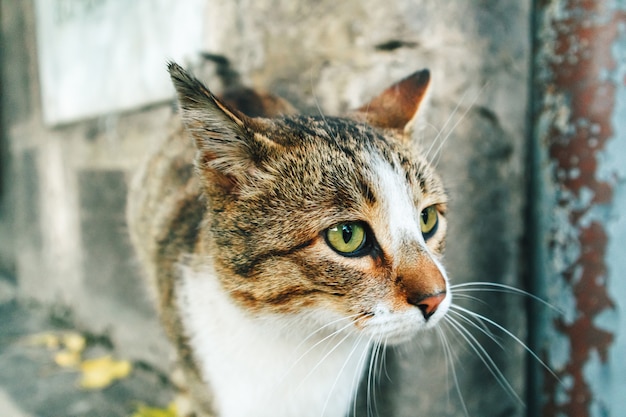 Premium Photo | White brown street cat is roaming around the corner of ...