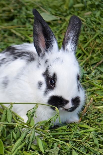 黒い斑点のある白いウサギ プレミアム写真