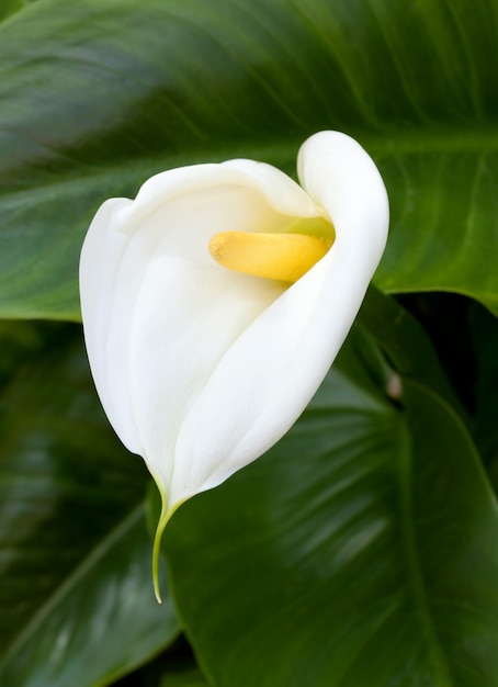 Premium Photo | White calla lilies with leaf