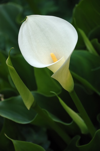 Premium Photo | White calla lily closeup