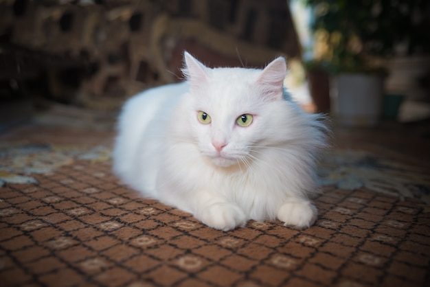 Premium Photo | White cat breed persian angora