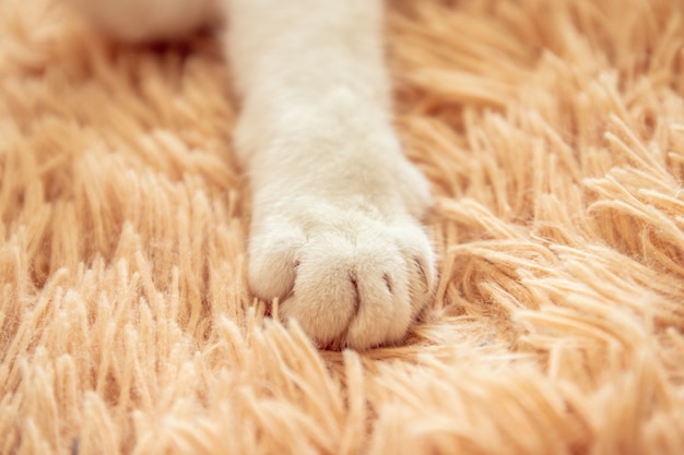 ベッドの柔らかい感じの休日のアイデアの背景に白猫の足 プレミアム写真