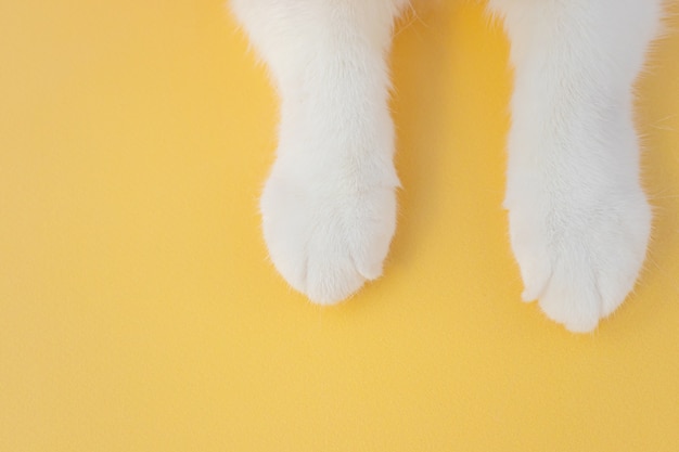 White cat paws on a yellow background. top view, copyspace. the concept ...