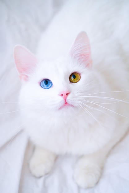 Premium Photo | White cat with different color eyes. turkish angora ...