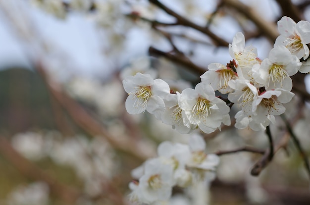 白い桜 静岡の川津桜 日本 プレミアム写真