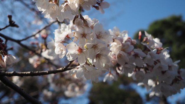 Premium Photo | White Cherry Blossoms. Sakura Trees Full Bloom In ...