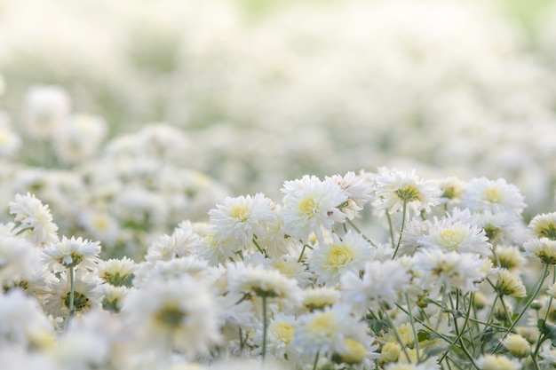 白い菊の花 庭の菊 背景 カラフルな植物のぼやけた花 プレミアム写真