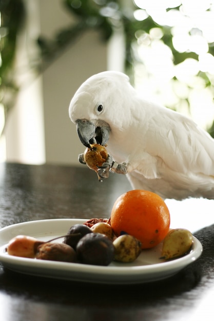 White hot sale parrot food