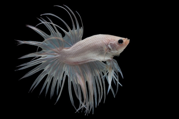 白いクロウタイルベタの魚 無料の写真