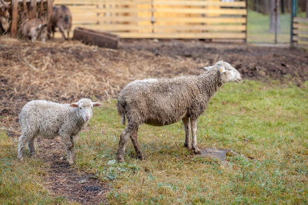 Premium Photo | White curly sheep behind a wooden paddock in the ...