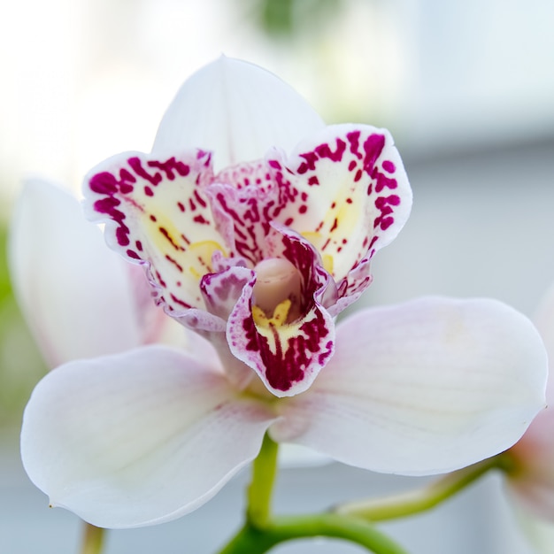 Premium Photo | White cymbidium orchids