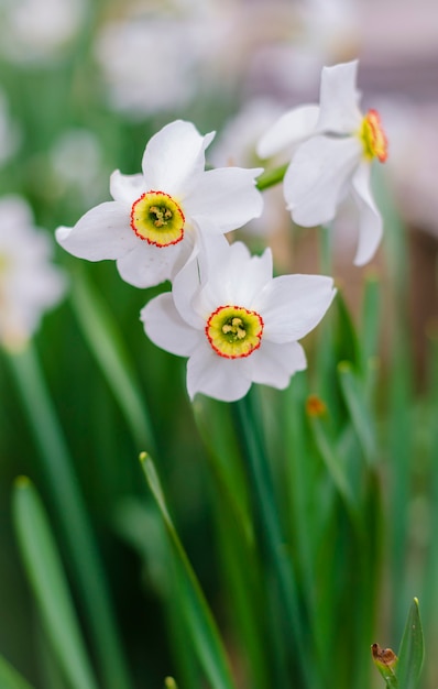 春に咲く白い水仙が庭に咲く プレミアム写真
