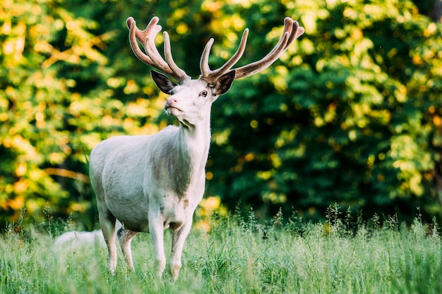 Premium Photo | White deer