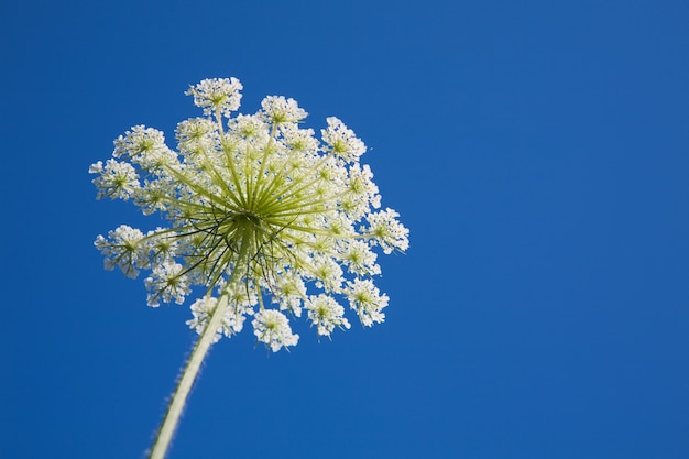 青い空に白いディルの花のハーブ プレミアム写真