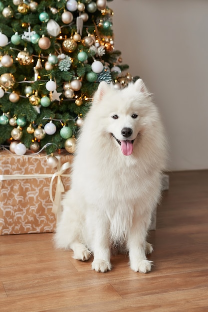 新年にサモエドされた白い犬種 プレミアム写真