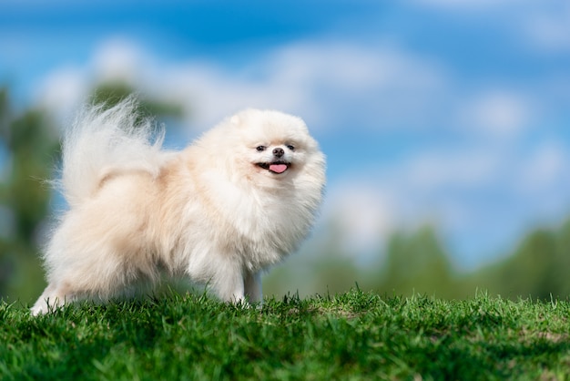 cloud dog breed