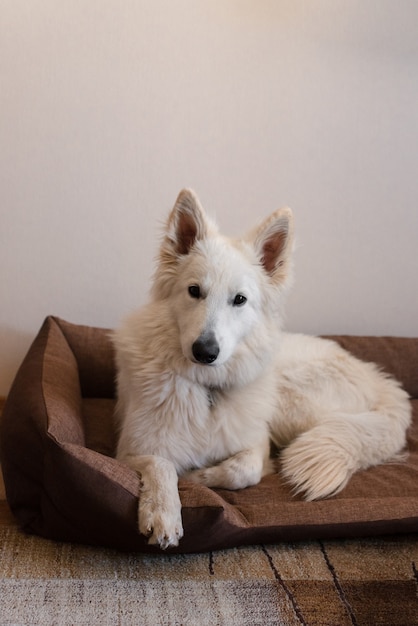 White dog laying on dog's bed | Premium Photo