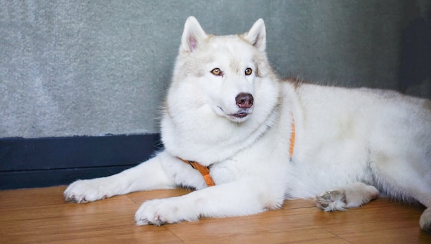 自宅の床に横たわる白い犬 シベリアンハスキー犬 プレミアム写真