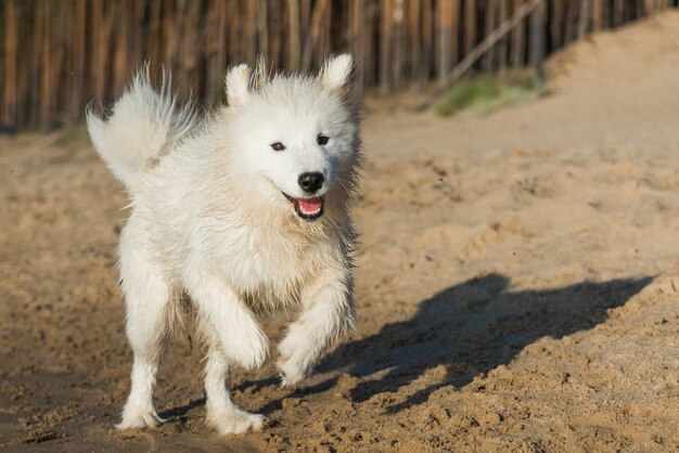 バルト海の海岸の水の近くを歩く白い犬サモエド子犬 プレミアム写真