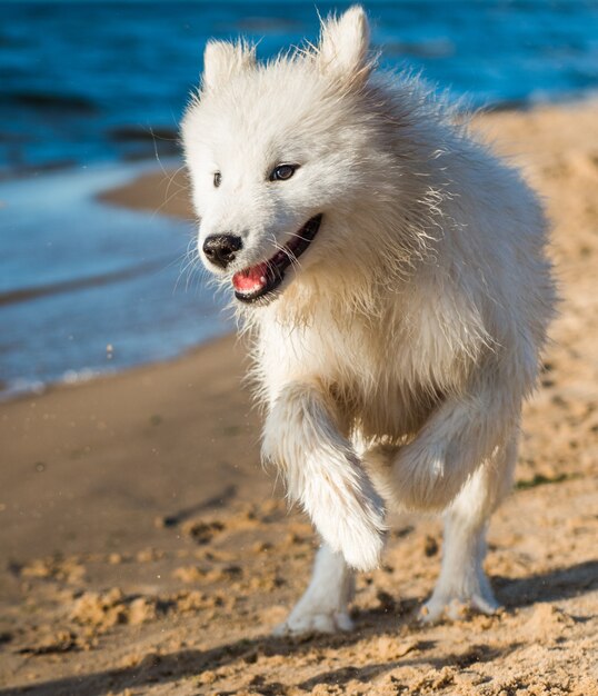 バルト海の海岸の水の近くを歩く白い犬サモエド子犬 プレミアム写真