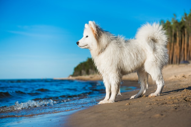 白い犬サモエドはバルト海の海岸を歩く プレミアム写真