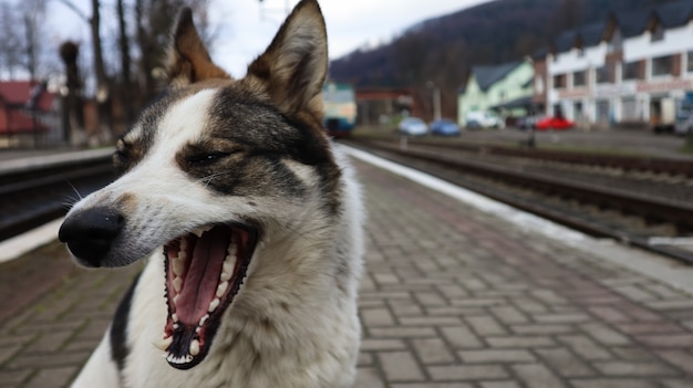 黒い斑点のある白い犬 線路と駅の欄干に囲まれた郊外の駅で 遊び心のある空腹の犬が 野良犬が電車を追いかけます プレミアム写真
