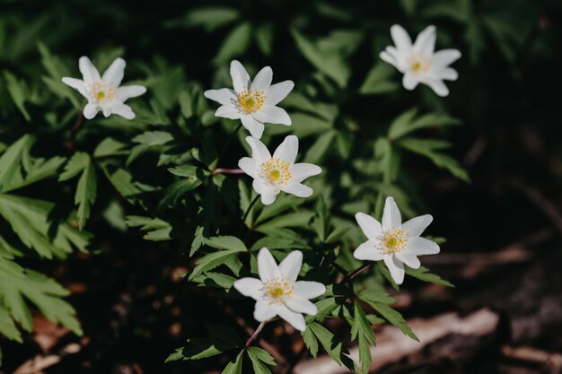 プレミアム写真 白いエランティス 冬のトリカブト 春の花