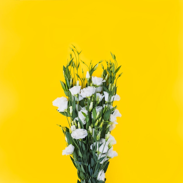 Fiori bianchi di eustoma contro fondo giallo | Foto Gratis